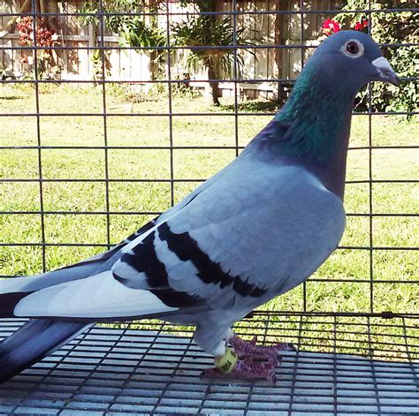 Rock Hill. . Pigeon for sale